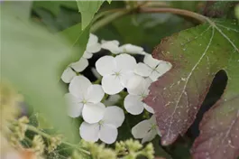 Eichenblättr.Hortensie 'Ice Crystal' -R- - Hydrangea quercifolia 'Ice Crystal' -R-