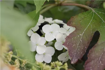 Eichenblättr.Hortensie 'Ice Crystal' -R- - Hydrangea quercifolia 'Ice Crystal' -R- Eichenblättr.Hortensie 'Ice Crystal' -R- - Hydrangea quercifolia 'Ice Crystal' -R-