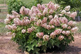 Eichenblättr.Hortensie 'Munchkin' - Hydrangea quercifolia 'Munchkin'