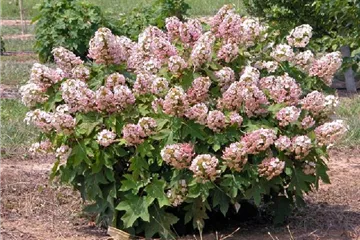 Eichenblättr.Hortensie 'Munchkin' - Hydrangea quercifolia 'Munchkin' Eichenblättr.Hortensie 'Munchkin' - Hydrangea quercifolia 'Munchkin'