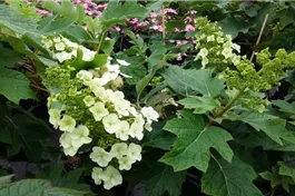 Eichenblättr.Hortensie 'Munchkin' - Hydrangea quercifolia 'Munchkin'
