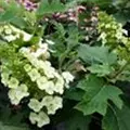 Helle Blüten Hortensie 'Munchkin'