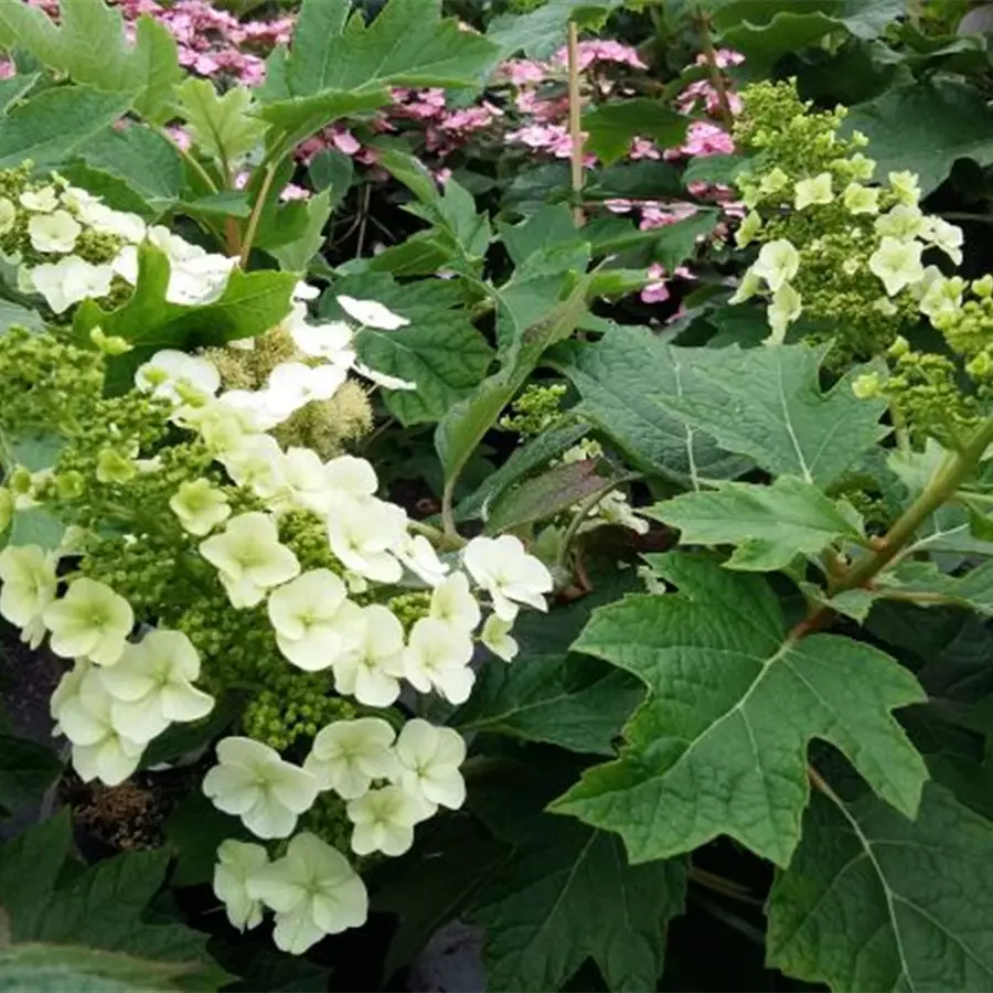 Helle Blüten Hortensie 'Munchkin'