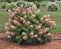 Hydrangea quercifolia 'Ruby Slippers'