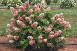 Eichenblättr.Hortensie 'Ruby Slippers' - Hydrangea quercifolia 'Ruby Slippers'