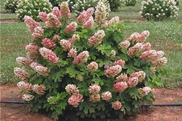 Hydrangea quercifolia 'Ruby Slippers'