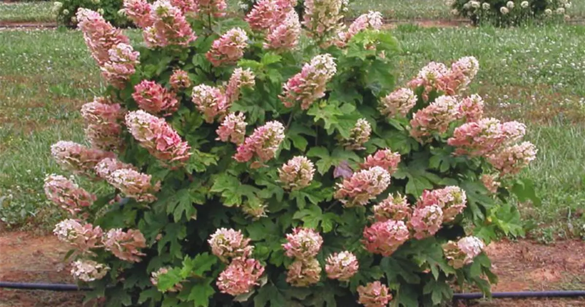 Hydrangea quercifolia 'Ruby Slippers'