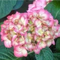Nahaufnahme Blüten Bauernhortensie SAXON® 'Gräfin Cosel'