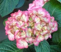 Hydrangea SAXON® 'Gräfin Cosel'