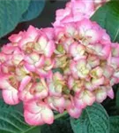 Nahaufnahme Blüten Bauernhortensie SAXON® 'Gräfin Cosel'