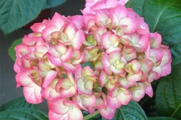 Bauernhortensie SAXON® 'Gräfin Cosel' - Hydrangea SAXON® 'Gräfin Cosel'