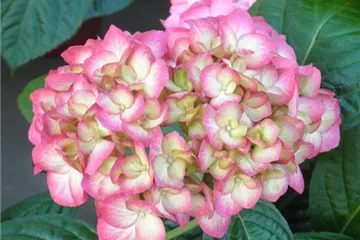 Hydrangea SAXON® 'Gräfin Cosel'