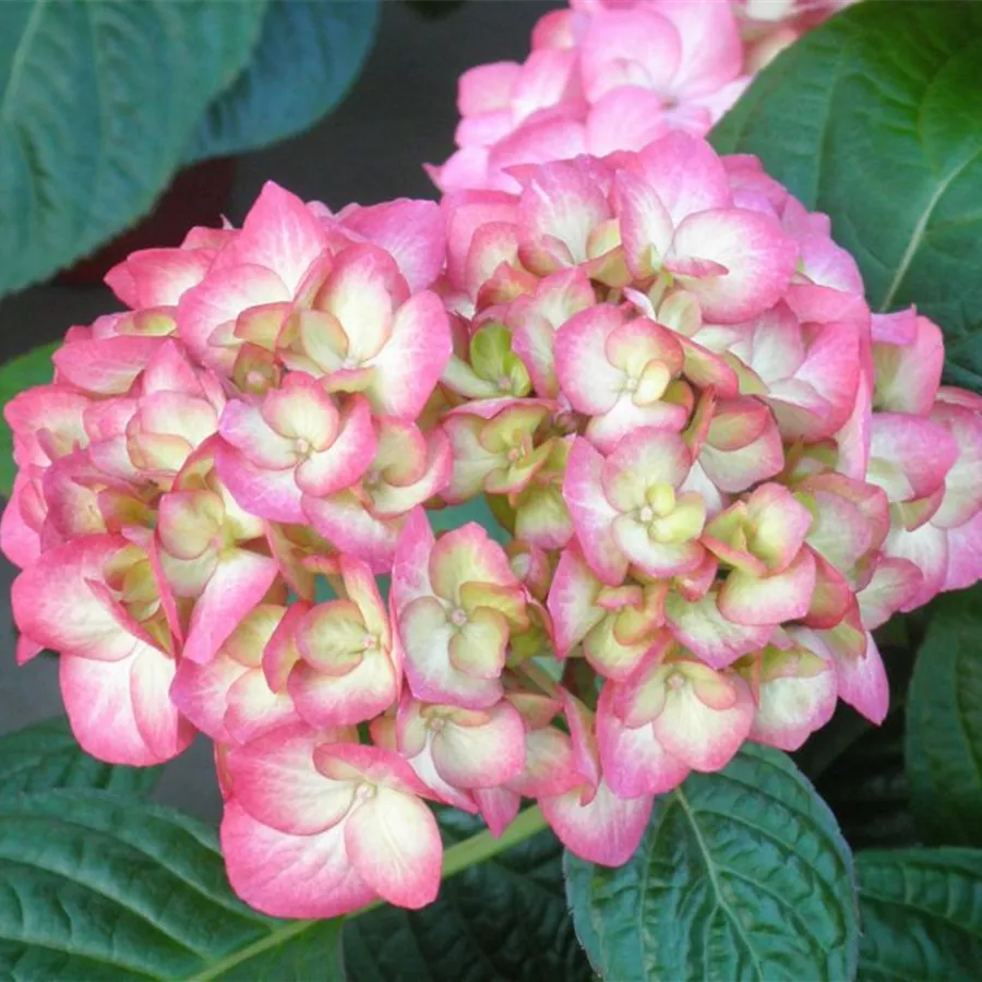 Nahaufnahme Blüten Bauernhortensie SAXON® 'Gräfin Cosel'