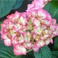 Nahaufnahme Blüten Bauernhortensie SAXON® 'Gräfin Cosel'