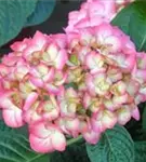 Nahaufnahme Blüten Bauernhortensie SAXON® 'Gräfin Cosel'
