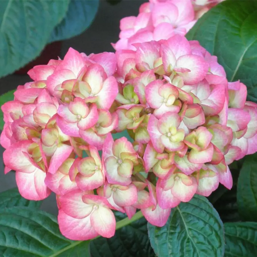 Nahaufnahme Blüten Bauernhortensie SAXON® 'Gräfin Cosel'