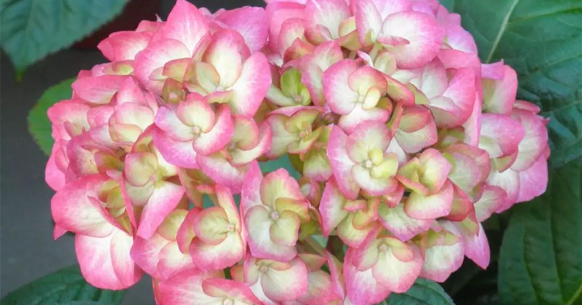 Hydrangea SAXON® 'Gräfin Cosel'