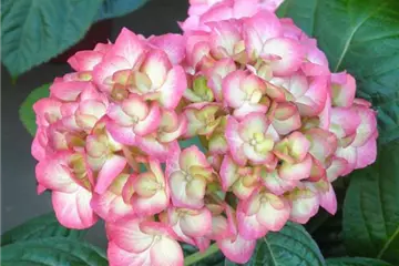 Hydrangea SAXON® 'Gräfin Cosel'