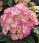 Blütenball Bauernhortensie SAXON® 'Gräfin Cosel'