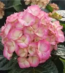 Blütenball Bauernhortensie SAXON® 'Gräfin Cosel'