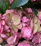 Blüten und Blätter Bauernhortensie SAXON® 'Gräfin Cosel'