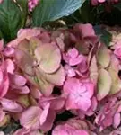 Blüten und Blätter Bauernhortensie SAXON® 'Gräfin Cosel'