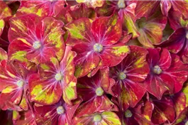 Bauernhortensie SAXON® 'Schloss Wackerbarth' - Hydrangea SAXON® 'Schloss Wackerbarth'