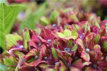 Bauernhortensie SAXON® 'Schloss Wackerbarth' - Hydrangea SAXON® 'Schloss Wackerbarth'
