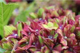 Bauernhortensie SAXON® 'Schloss Wackerbarth' - Hydrangea SAXON® 'Schloss Wackerbarth'