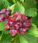 P2000488_4.jpg
