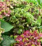 P2000488_5.jpg
