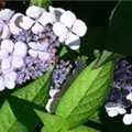 Helle Blüte Gartenhortensie 'Bluebird'