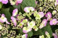 Hydrangea serrata 'Cotton Candy'®