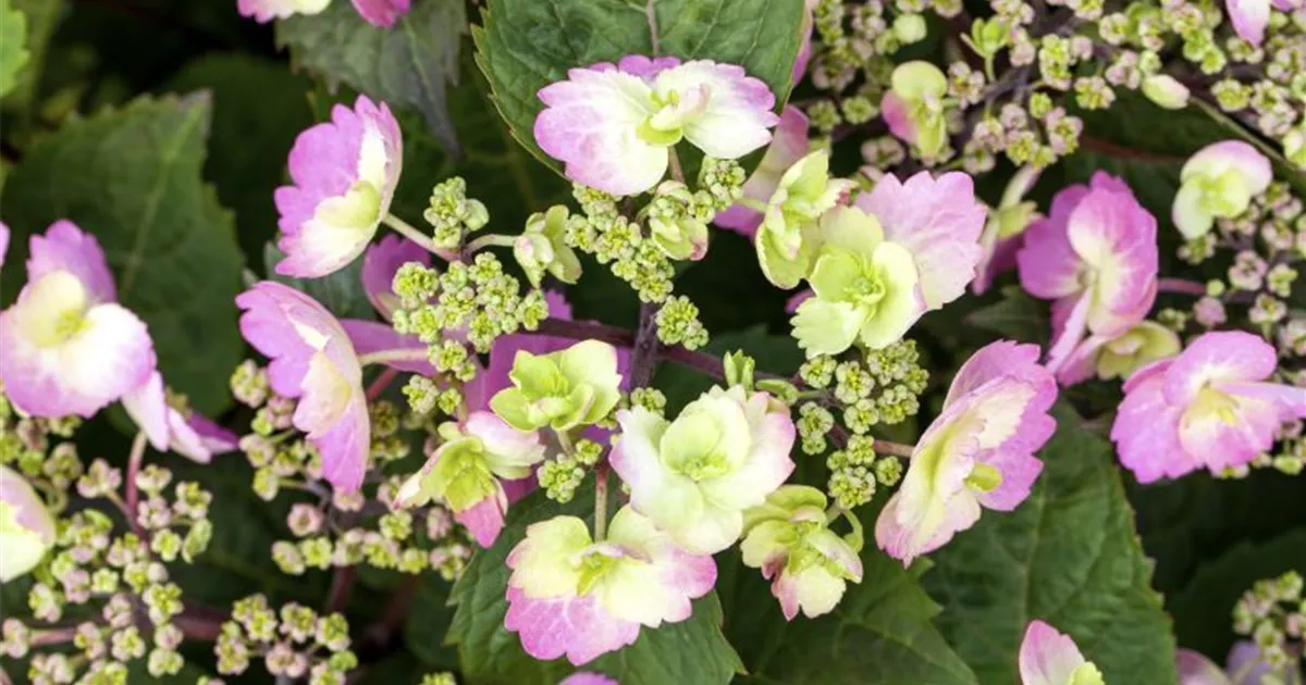 Hydrangea serrata 'Cotton Candy'®