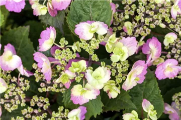 Hydrangea serrata 'Cotton Candy'®