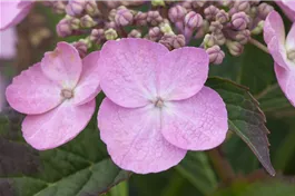 Kleinwüchs.Gartenhortensie 'Koreana' - Hydrangea serrata 'Koreana'