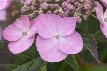 Kleinwüchs.Gartenhortensie 'Koreana' - Hydrangea serrata 'Koreana'