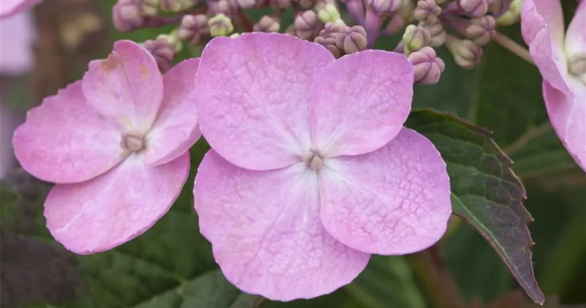 Hydrangea serrata 'Koreana'