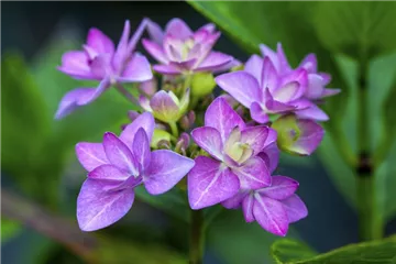 Tellerhortensie You & Me® 'Romance' blau - Hydrangea You & Me® 'Romance' blau