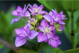 Tellerhortensie You & Me® 'Romance' blau - Hydrangea You & Me® 'Romance' blau