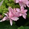 Blüten Tellerhortensie You & Me® 'Romance' rosa