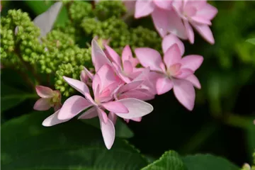 Tellerhortensie You & Me® 'Romance' rosa - Hydrangea You & Me® 'Romance' rosa