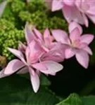 Blüten Tellerhortensie You & Me® 'Romance' rosa