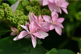 Tellerhortensie You & Me® 'Romance' rosa - Hydrangea You & Me® 'Romance' rosa