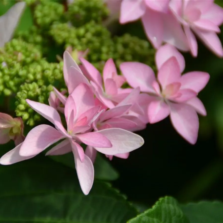 Blüten Tellerhortensie You & Me® 'Romance' rosa