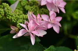 Tellerhortensie You&Me® 'Romance' rosa - Hydrangea You&Me® 'Romance' rosa