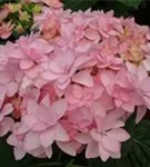 Rosa Blüten Tellerhortensie You & Me® 'Romance'