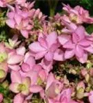 Artikelbild Tellerhortensie You & Me® 'Romance' rosa