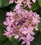P2000144_4.jpg