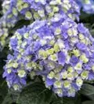 P2000308_1.jpg